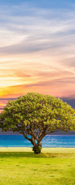 1080x2636 — 小米 Mix Flip 2 वॉलपेपर