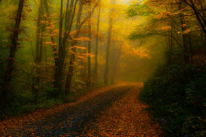 Earth Path Forest Fall Tree Leaf HD Wallpaper | Background Image — धुंधला जंगल वॉलपेपर