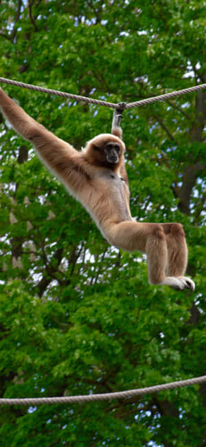 Iphone Xs Max Gibbon बैकग्राउंड — ओप्पो F वॉलपेपर