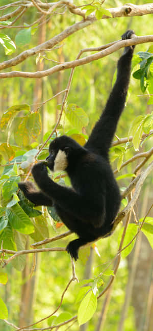 iPhone Xs Max Gibbon पृष्ठभूमि