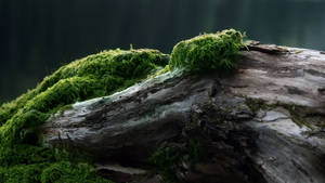 काई वाली पुरानी लकड़ी वॉलपेपर — 2560x1440 वॉलपेपर