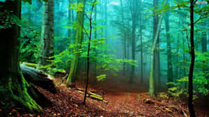 जंगल पृष्ठभूमि — धुंधला जंगल वॉलपेपर