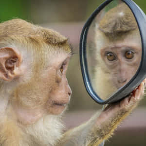 प्यारे बंदर की तस्वीरें — प्यारा बंदर वॉलपेपर