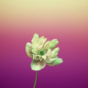 बैंगनी Helleborus Orientalis सेब का फूल — 1:1 वॉलपेपर