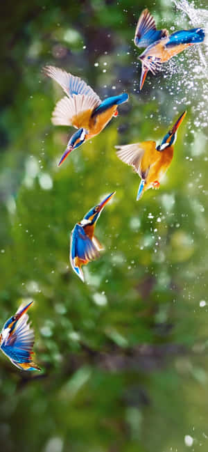 1284x2778 — गैलेक्सी F वॉलपेपर