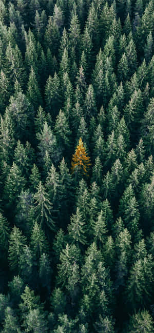 Trees Iphone — Redmi Note वॉलपेपर