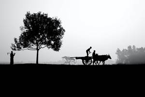 सिल्हूट खेत जीवन वॉलपेपर — भोर वॉलपेपर