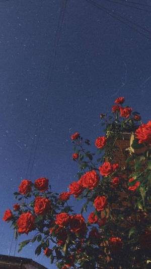 सुंदर लाल गुलाब आईफोन वॉलपेपर — आईफोन एस्थेटिक वॉलपेपर