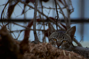सूखी घास में सौंदर्यपूर्ण बिल्ली — सौंदर्यपूर्ण बिल्ली वॉलपेपर
