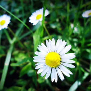 एस्थेटिक आईपैड पृष्ठभूमि — आईपैड 10वीं पीढ़ी वॉलपेपर
