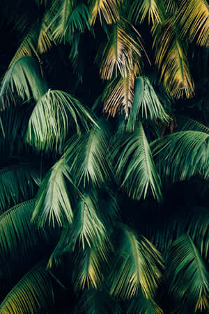 हरा पौधा सौंदर्यपूर्ण — 植物美学 वॉलपेपर
