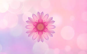 हुआवेई गुलाबी फूल वॉलपेपर