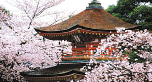 जापान की तस्वीरें — Japan GIF वॉलपेपर